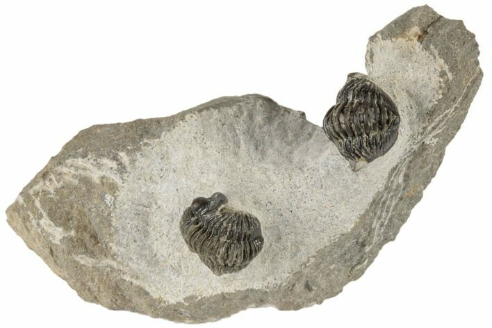Two Detailed Gerastos Trilobite Fossils - Morocco #193950